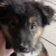 Australian Shepherd Puppies for sale in Troy, MI, USA. price: $600