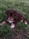 Australian Shepherd Puppies for sale in 9423 E 97th St, Tulsa, OK 74133, USA. price: NA