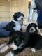 Australian Shepherd Puppies for sale in Pico Rivera, CA, USA. price: NA