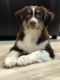 Australian Shepherd Puppies for sale in Central Islip, NY 11722, USA. price: NA