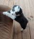 Australian Shepherd Puppies for sale in Cottonwood, CA 96022, USA. price: NA