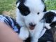 Australian Shepherd Puppies for sale in Glenrock, WY 82637, USA. price: NA