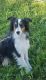 Australian Shepherd Puppies for sale in Fayetteville, AR, USA. price: NA