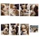 Australian Shepherd Puppies for sale in Liberty Lake, WA 99019, USA. price: $700