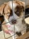 Australian Shepherd Puppies for sale in 692 Rodeo Ave, Rodeo, CA 94572, USA. price: $600