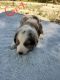 Australian Shepherd Puppies for sale in Rocky Ford, CO 81067, USA. price: NA