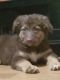 Australian Shepherd Puppies for sale in Springfield, MO 65803, USA. price: $450