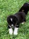 Australian Shepherd Puppies for sale in San Antonio, TX 78209, USA. price: $600