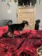 Australian Shepherd Puppies for sale in Brookhaven, GA, USA. price: NA