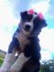 Australian Shepherd Puppies for sale in Eau Claire, WI, USA. price: NA