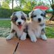 Australian Shepherd Puppies for sale in Las Vegas, NV, USA. price: $900