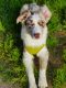 Australian Shepherd Puppies for sale in Virginia Beach, VA, USA. price: NA