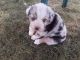 Australian Shepherd Puppies for sale in Massillon, OH, USA. price: NA
