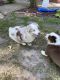 Australian Shepherd Puppies for sale in Joplin, MO, USA. price: $600