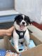 Australian Shepherd Puppies for sale in Akron, OH, USA. price: $850