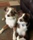 Australian Shepherd Puppies for sale in Temple, TX, USA. price: NA