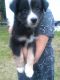 Australian Shepherd Puppies for sale in Scappoose, OR 97056, USA. price: NA