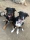 Australian Shepherd Puppies for sale in Boise, ID, USA. price: NA