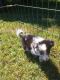 Australian Shepherd Puppies for sale in Elizabethton, TN, USA. price: $300