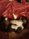 Australian Shepherd Puppies for sale in Ridgeway, VA 24148, USA. price: $500