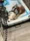 Australian Shepherd Puppies for sale in Des Plaines, IL, USA. price: NA