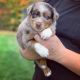 Australian Shepherd Puppies for sale in North East, MD 21901, USA. price: NA
