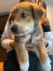 Australian Shepherd Puppies for sale in Lowell, MA, USA. price: NA