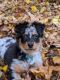 Australian Shepherd Puppies for sale in Rochester, NY, USA. price: NA