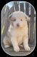 Australian Shepherd Puppies for sale in Gamaliel, KY 42140, USA. price: NA