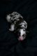 Australian Shepherd Puppies for sale in Rathdrum, ID 83858, USA. price: $800