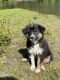 Australian Shepherd Puppies for sale in Fargo, ND 58103, USA. price: NA