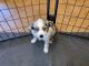 Australian Shepherd Puppies for sale in Brookville, OH 45309, USA. price: NA
