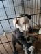 Australian Shepherd Puppies for sale in Pittsburg, CA 94565, USA. price: NA