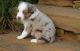 Australian Shepherd Puppies for sale in San Jacinto, CA 92582, USA. price: NA