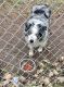 Australian Shepherd Puppies for sale in Whitney, TX 76692, USA. price: $500