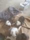 Australian Shepherd Puppies for sale in 4750 Karchner Rd, Sheridan, CA 95681, USA. price: NA