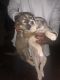 Australian Shepherd Puppies for sale in Los Angeles, CA 90002, USA. price: $12,000