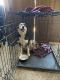 Australian Shepherd Puppies for sale in Hemet, CA, USA. price: NA