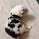 Australian Shepherd Puppies for sale in Chillicothe, OH 45601, USA. price: NA