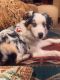 Australian Shepherd Puppies for sale in Monroe, NC, USA. price: $800