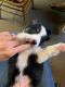 Australian Shepherd Puppies for sale in Elkton, KY 42220, USA. price: NA