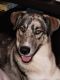 Australian Shepherd Puppies for sale in Maple Valley, WA 98038, USA. price: $75
