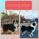 Australian Shepherd Puppies for sale in Grants Pass, OR, USA. price: NA