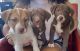 Australian Shepherd Puppies for sale in Denver, CO, USA. price: $700