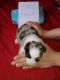 Australian Shepherd Puppies for sale in Tipton, MO 65081, USA. price: NA