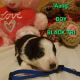 Australian Shepherd Puppies for sale in Kinston, NC 28504, USA. price: $800