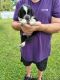 Australian Shepherd Puppies for sale in Holiday, FL, USA. price: $1