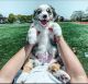 Australian Shepherd Puppies for sale in Fort Worth, TX, USA. price: NA