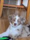 Australian Shepherd Puppies for sale in Blaine, MN, USA. price: $1,150