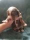Australian Shepherd Puppies for sale in Factoryville, PA 18419, USA. price: NA